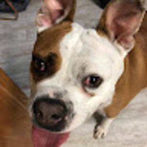 Meet your Posher, Dawn